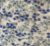 PORCELAIN | 721
