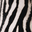 ZEBRA | 3066