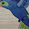 COLIBRI | 3692